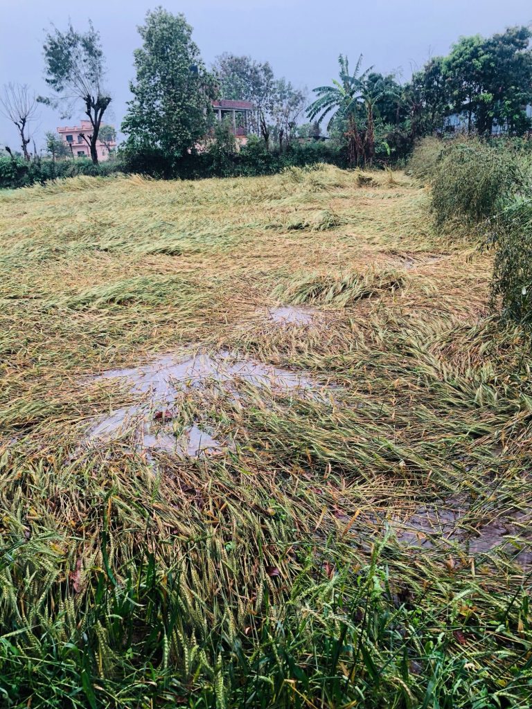 Farmer Loss 2026-03-21 (3)