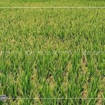 पर्साका ग्रामीण क्षेत्रमा चैते धानमा खैरो फड़के किराको प्रकोप, किसान चिन्तित