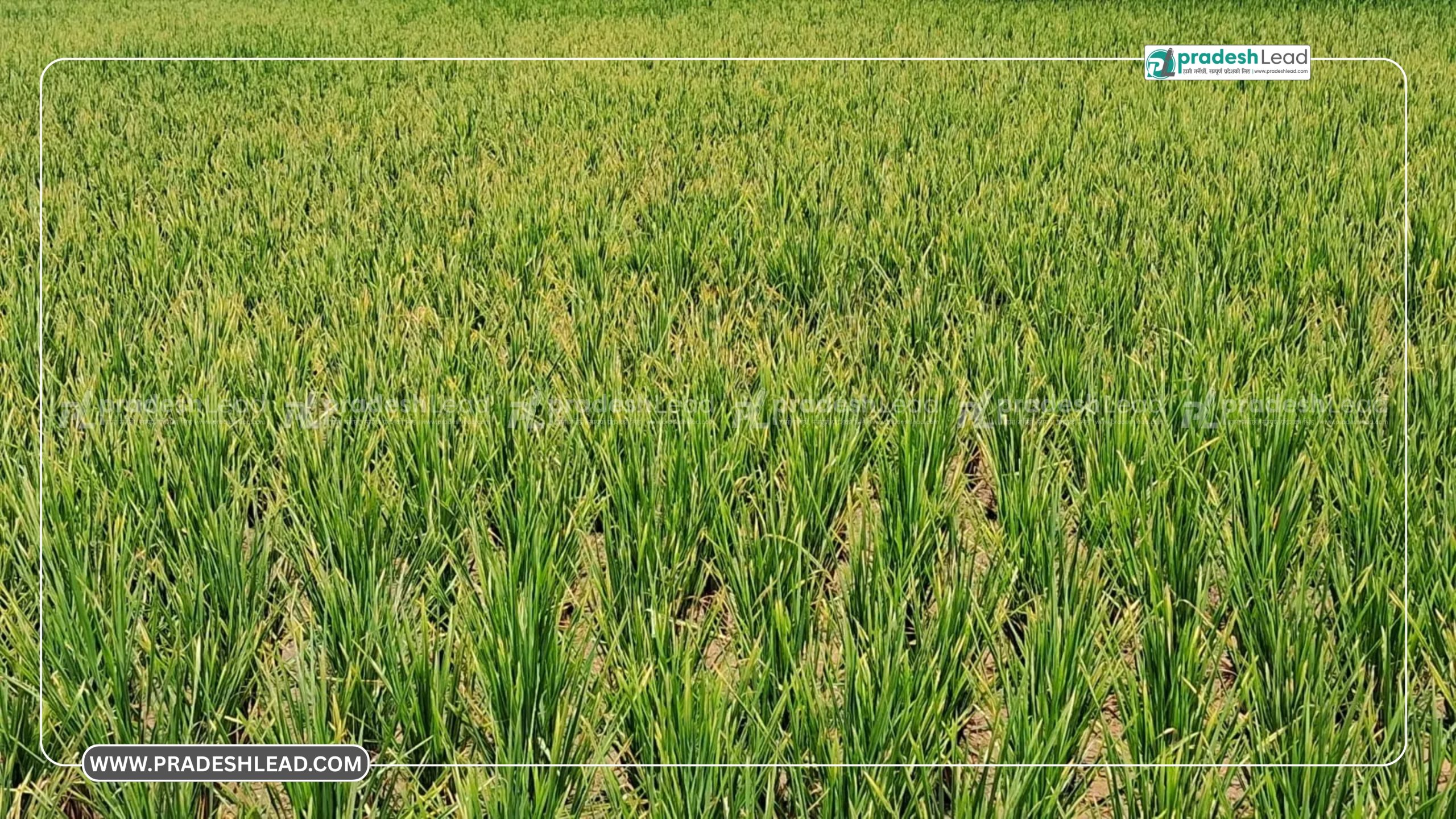 पर्साका ग्रामीण क्षेत्रमा चैते धानमा खैरो फड़के किराको प्रकोप, किसान चिन्तित