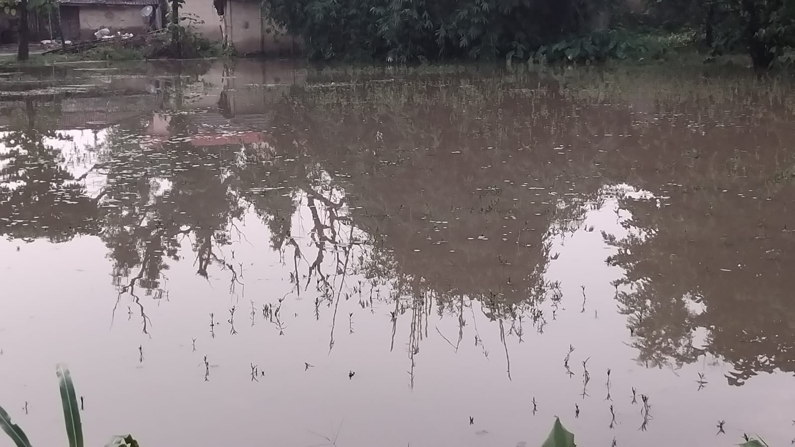 एक सातादेखिको अविरल वर्षाले पर्सामा धानबाली डुबानमा, जनजीवन प्रभावित